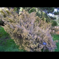 Juniperus chinensis cv Aurea (fam Cupressacees) (1)